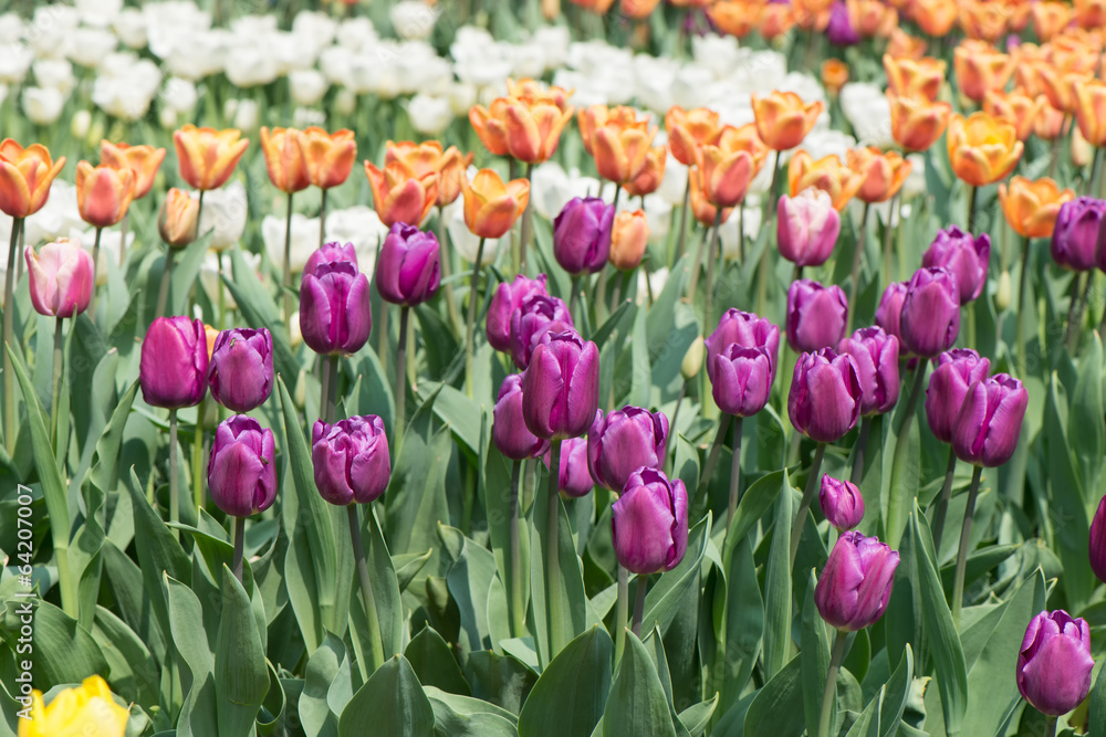 Tulips blossoms Tulips blossoms