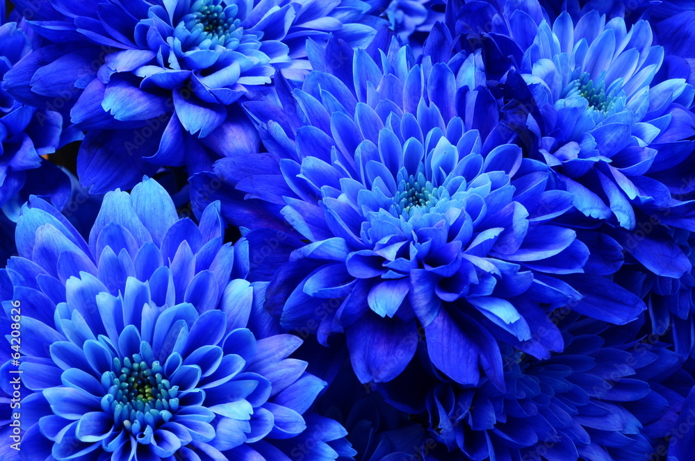 Naklejka premium Makro aster niebieski kwiat