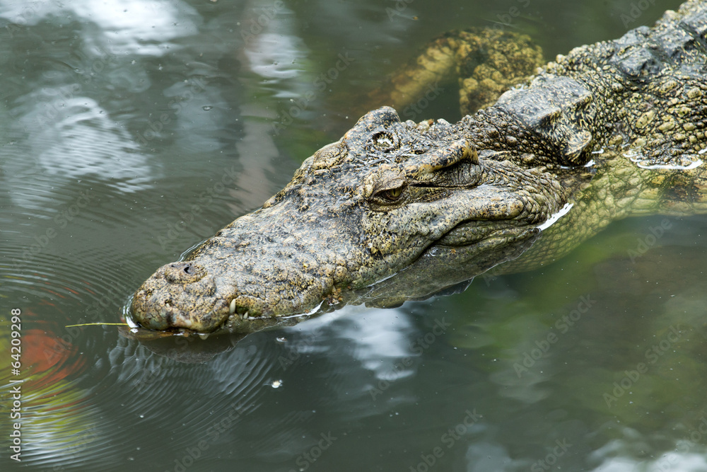 Alligator Alligator