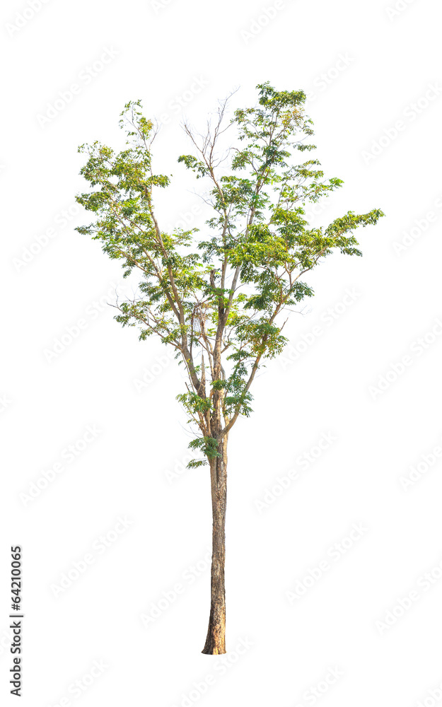 Pterocarpus indicus, tropical tree isolated on white background