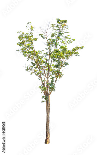 Pterocarpus indicus, tropical tree isolated on white background