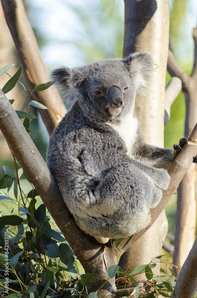 Fototapeta premium Koala