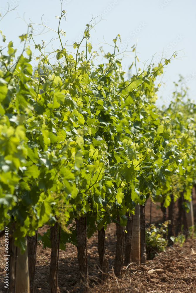 Green Vineyard