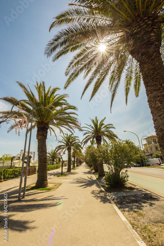 palms on the path in front of the sea of Italy © zakaz86