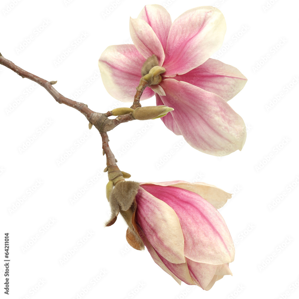 Obraz premium magnolia