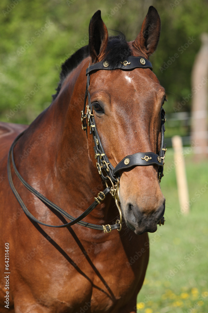 Amazing brown horse with beautiful bridle Amazing brown horse with beautiful bridle