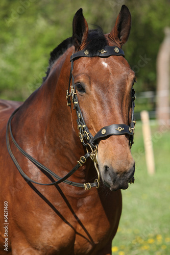 Amazing brown horse with beautiful bridle