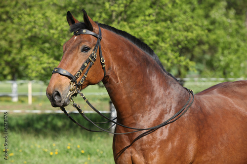 Amazing brown horse with beautiful bridle