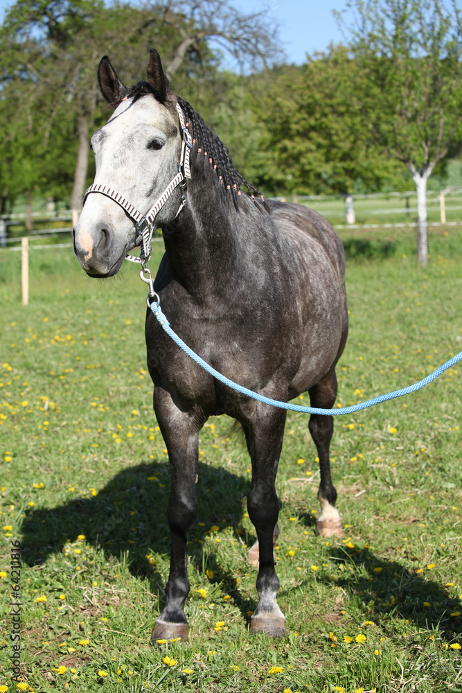 Obraz premium Gorgeous horse with nice halter