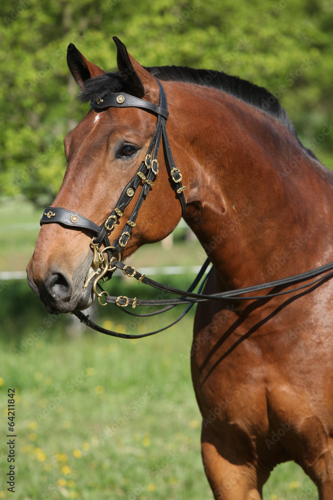 Fototapeta premium Amazing brown horse with beautiful bridle