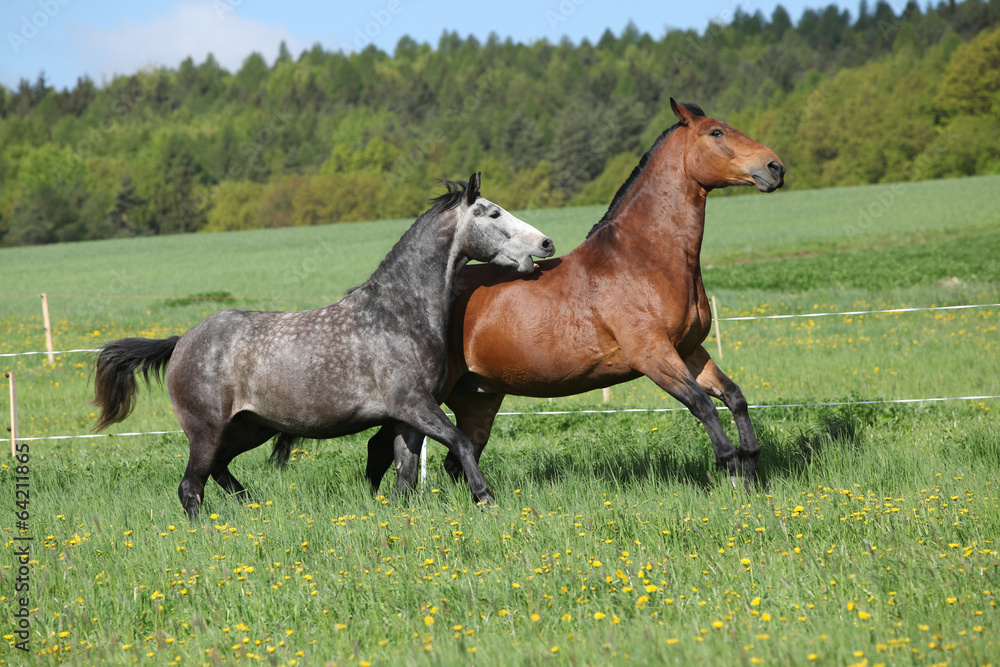 Fototapeta premium Two amazing horses playing in fresh grass