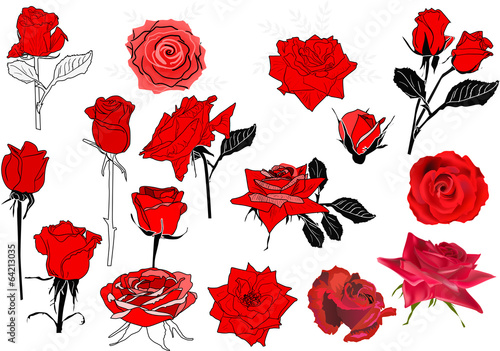 sixteen red roses collection on white