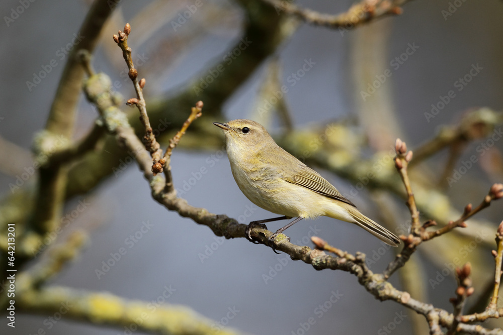 Chiffchaff, Phylloscopus collybita Chiffchaff, Phylloscopus collybita