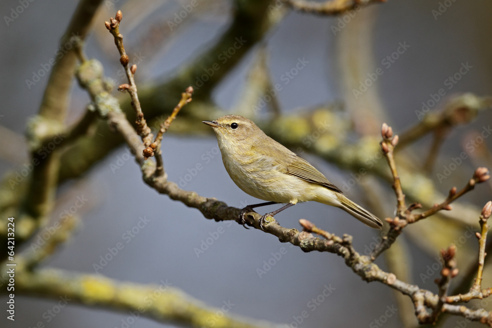 Fototapeta premium Chiffchaff, Phylloscopus collybita