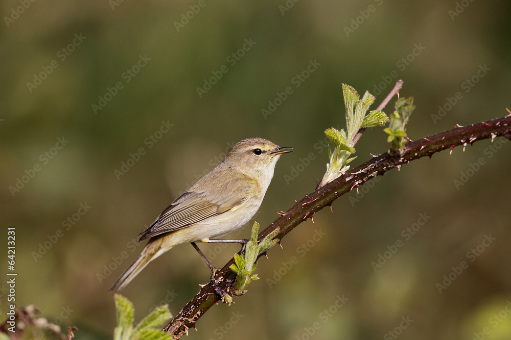Chiffchaff, Phylloscopus collybita Chiffchaff, Phylloscopus collybita