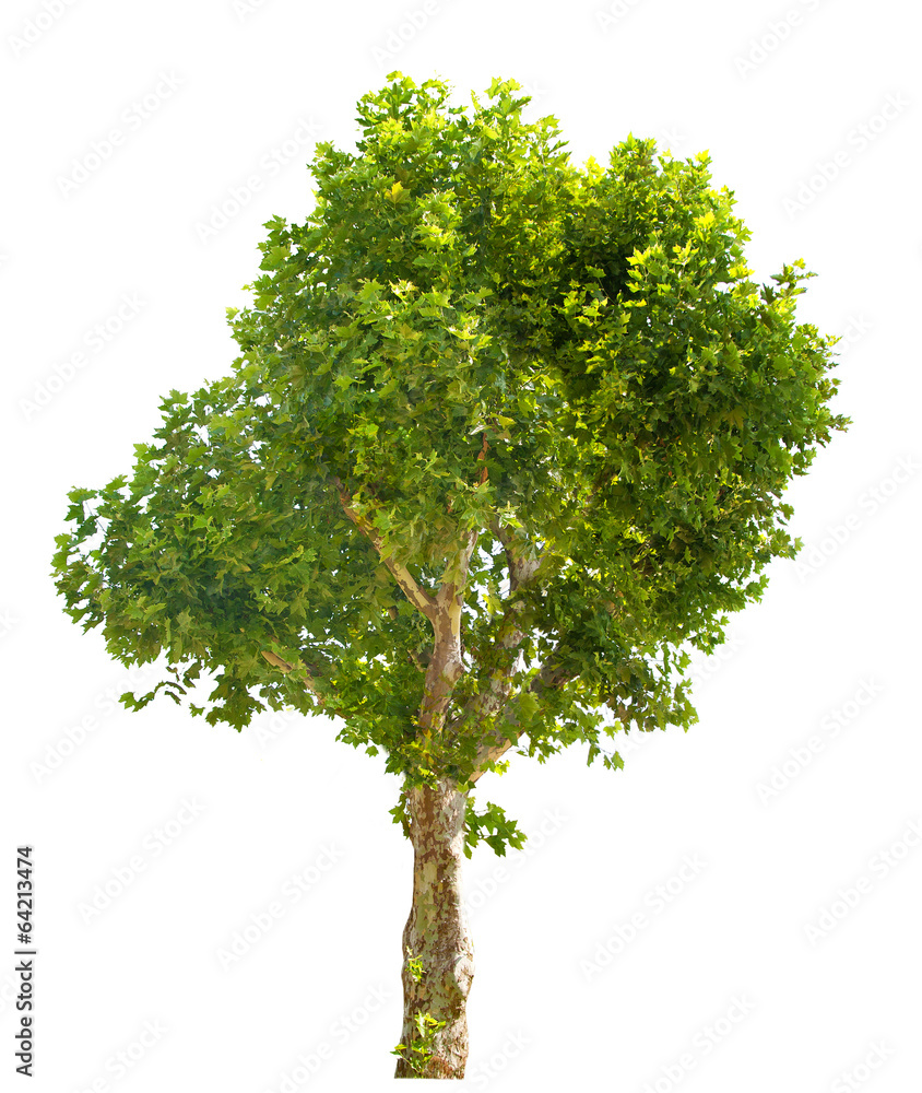 Fototapeta premium green London plane tree on white