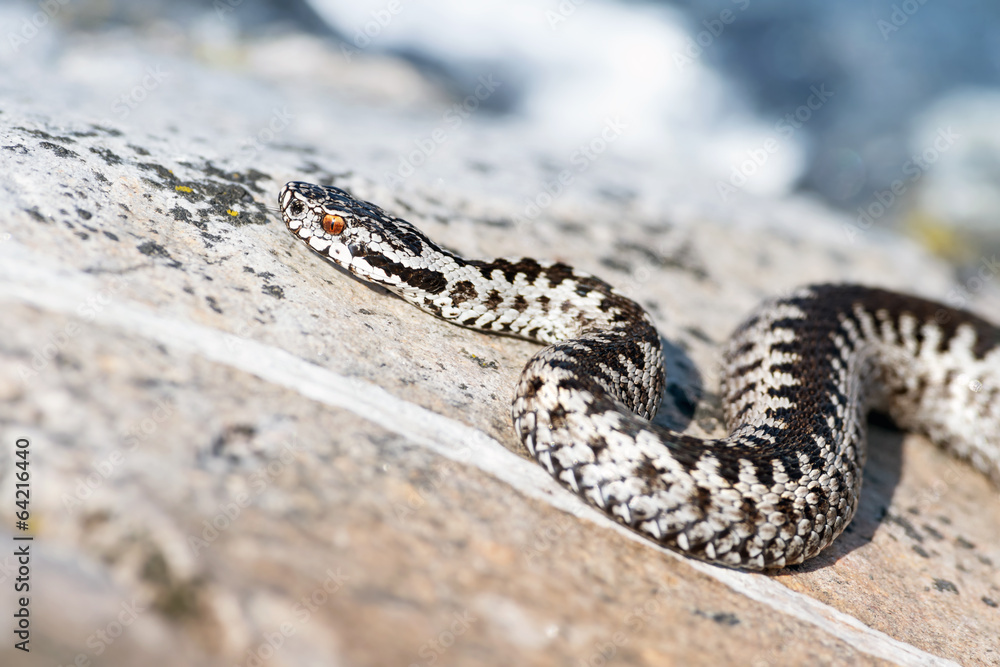 European adder, Vipera berus on sea shore rocks European adder, Vipera berus on sea shore rocks