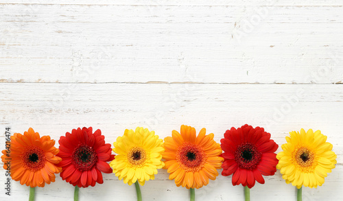 Gerbera auf Holz