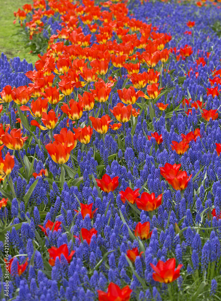Fototapeta premium flower arrangement in keukenhof, netherlands