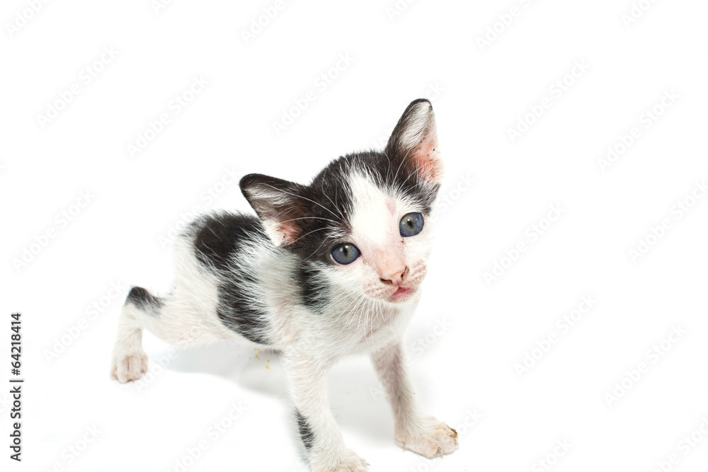 Small  kitten isolated on white background