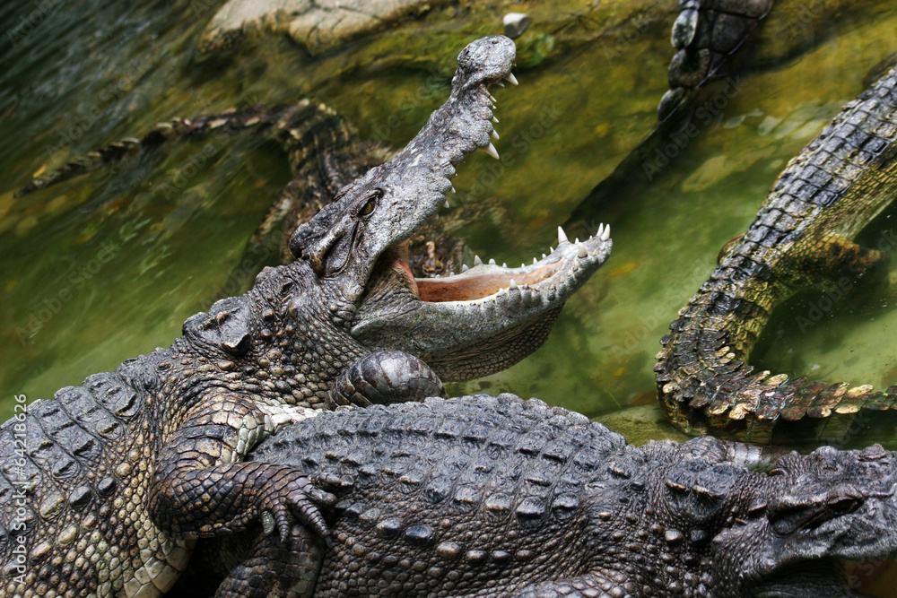 Obraz premium Dangerous crocodile