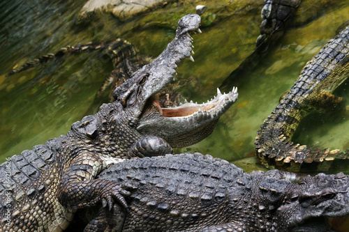 Dangerous crocodile