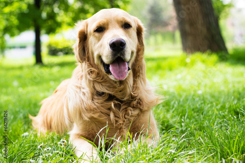 Portrait of beautiful Golden Retriever