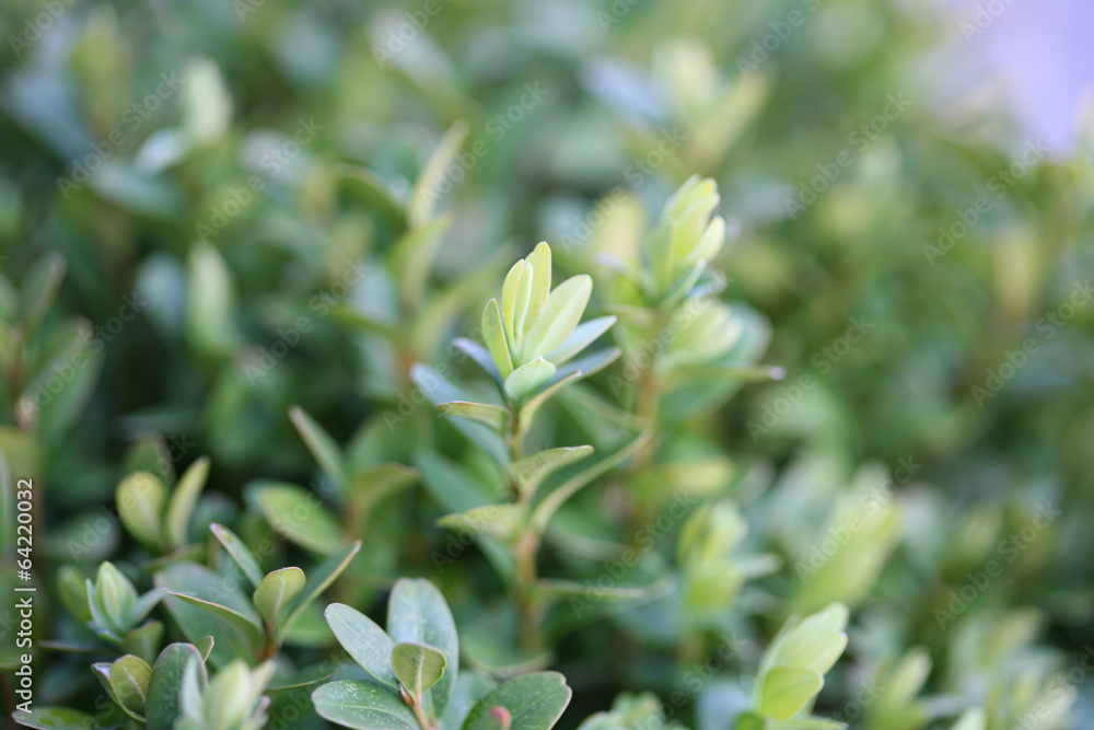 flora flora