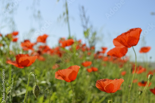 Poppies under the blue sky