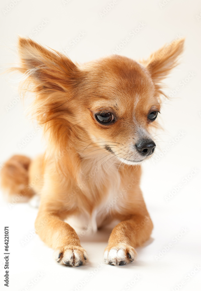 chihuahua dog close-up lying down on neutral background chihuahua dog close-up lying down on neutral background