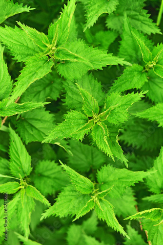 Stinging Nettle