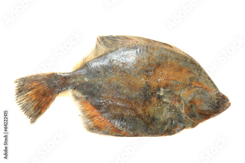 flatfish isolated
