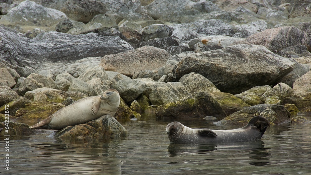 Obraz premium Harbor Seals in Smeerenburg, Svalbard