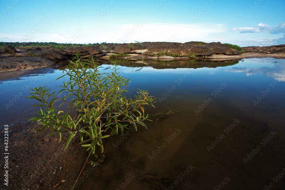 Fototapeta premium plant in lake and blue sky in thailand