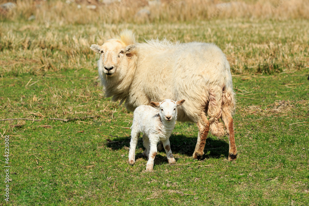 Fototapeta premium Sheep, ewe and little lamb on a grassy field