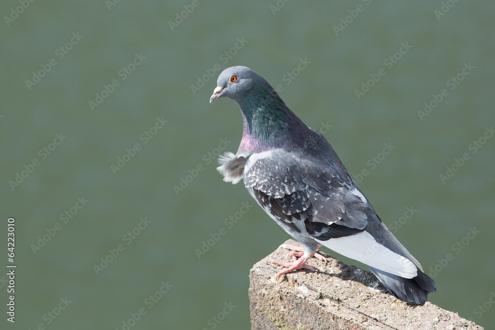 Obraz premium Pigeon perched on a post