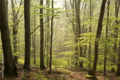 Spring beech forest in foggy weather at dawn