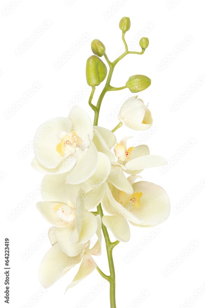 Fototapeta premium beautiful white orchid flower isolated on white