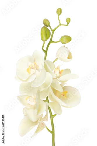 beautiful white orchid flower isolated on white