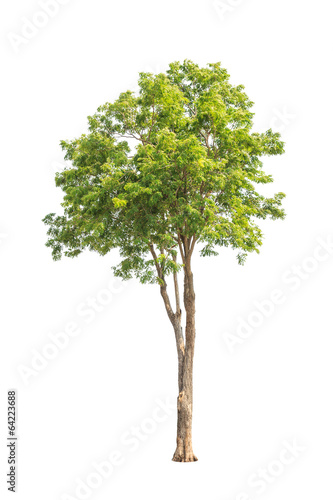 Pterocarpus indicus  tropical tree isolated on white background