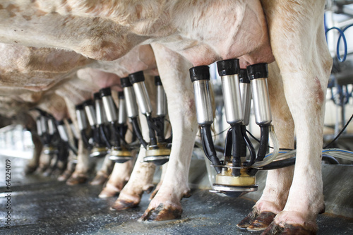 Photo row of cows being milked