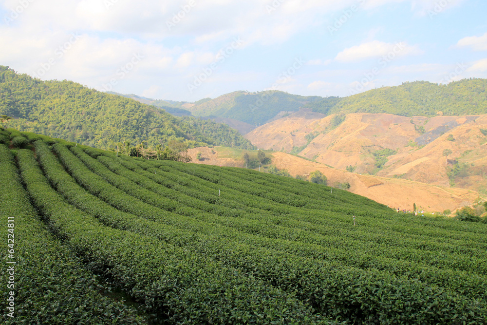 Tea Plantations in Doi Mae Salong, Chiang Rai, Thailand