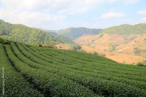 Tea Plantations in Doi Mae Salong, Chiang Rai, Thailand