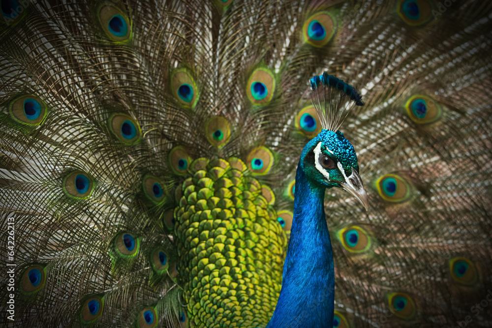 Obraz premium beautiful peacock with feathers out