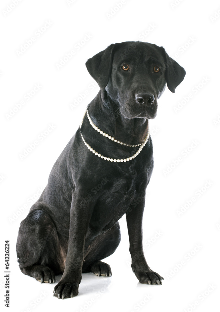 labrador retriever labrador retriever