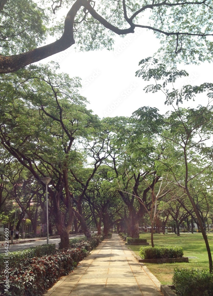 Obraz premium way under green tree brunches