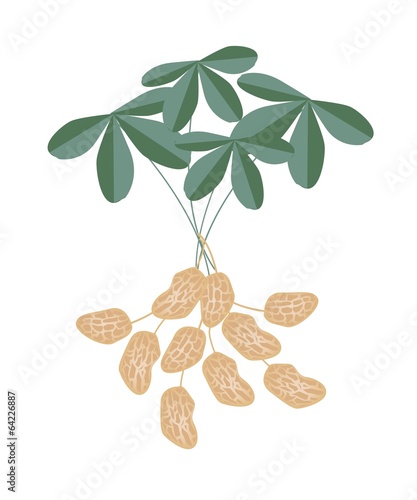 A Peanuts Plant on White Background