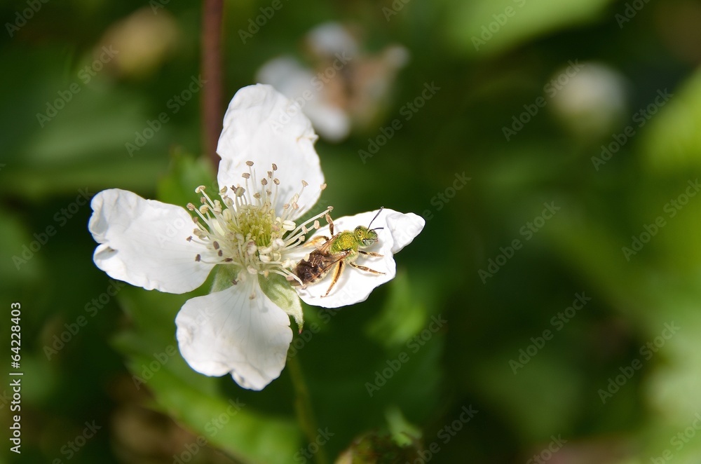 Metallic green insect on blackberry blossom Metallic green insect on blackberry blossom