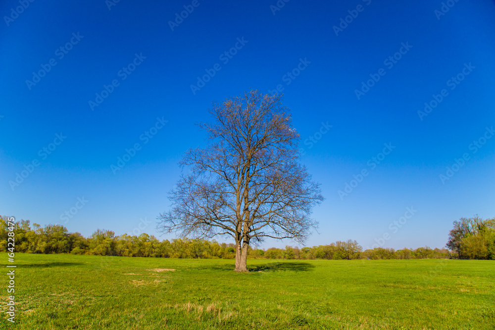 Landscape with a tree without leaves Landscape with a tree without leaves