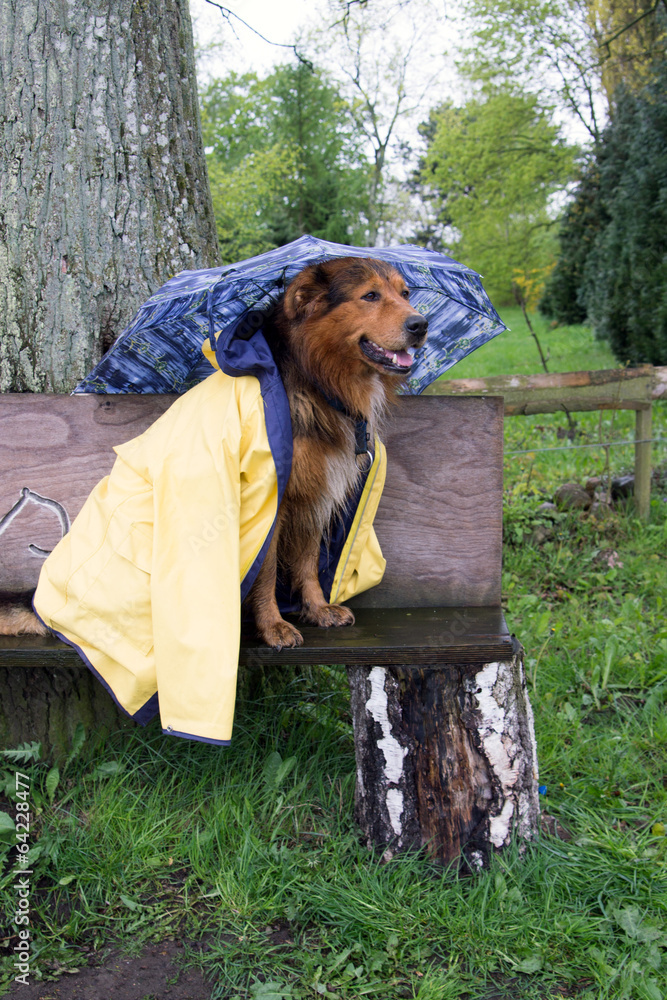 Hunde im Regen: Lustige Bilder -  A Fun and Educational Drawing Adventure for Kids!